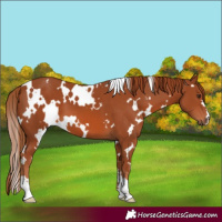 Horse Color:White Spotted Chestnut 