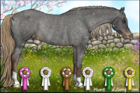 Horse Color:Liver Chestnut Appaloosa Rabicano