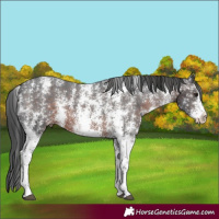 Horse Color:Brown Sabino Varnish