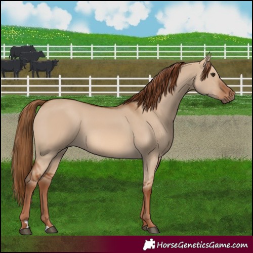 Horse Color:Red Dun 