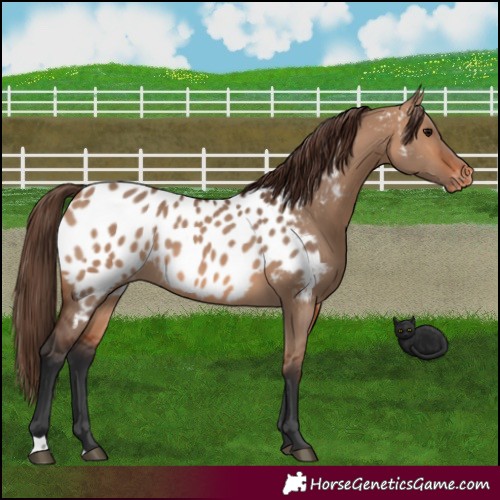 Horse Color:Bay Dun Appaloosa 