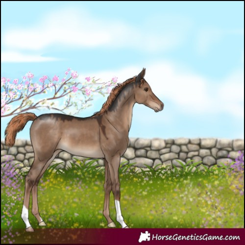 Horse Color:Liver Red Dun 