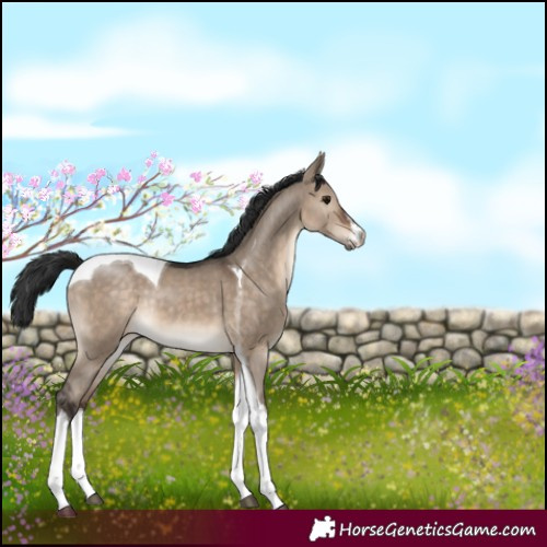 Horse Color:White Spotted Brown Dun Tobiano Rabicano 