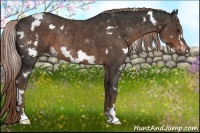 Horse Color:White Spotted Liver Chestnut Frame Rabicano 