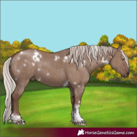 Horse Color:White Spotted Chocolate Silver Grullo Tobiano 