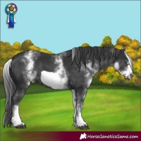 Horse Color:White Spotted Black Frame