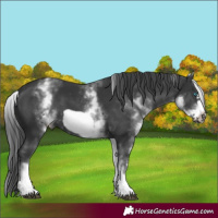 Horse Color:White Spotted Black Frame