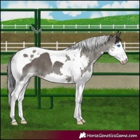 Horse Color:Grullo Splash Tobiano