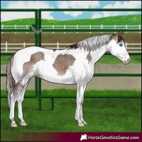 Horse Color:Brown Dun Splash Tobiano Appaloosa 