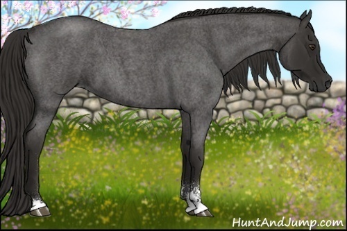 Horse Color:Liver Red Roan Sabino