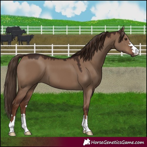 Horse Color:Liver Red Dun 