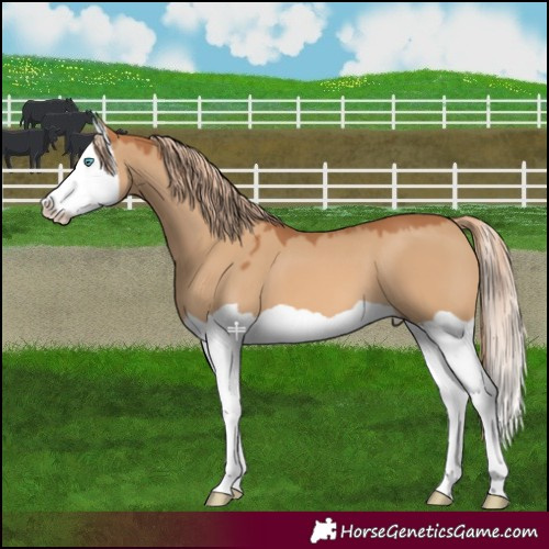 Horse Color:Red Dun Splash 