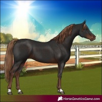 Horse Color:Liver Chestnut 