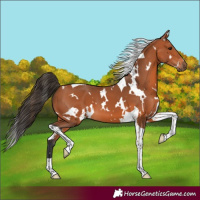 Horse Color:White Spotted Bay Tobiano 