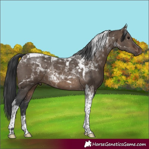 Horse Color:Brown Dun Tobiano 