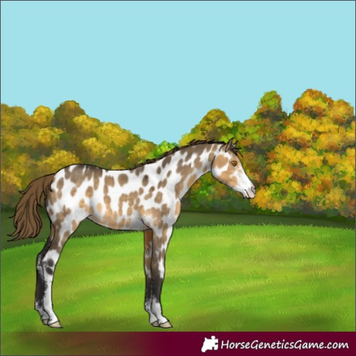 Horse Color:Buckskin Dun Sabino Near Leopard 