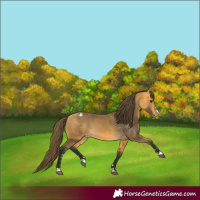 Horse Color:Buckskin Appaloosa