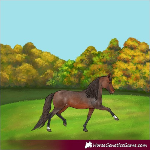 Horse Color:Bay Appaloosa 