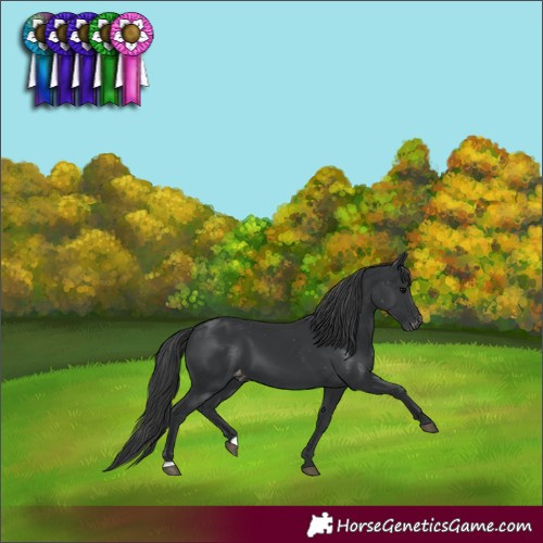 Horse Color:Black Appaloosa 