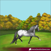 Horse Color:Gray Black Blanket 