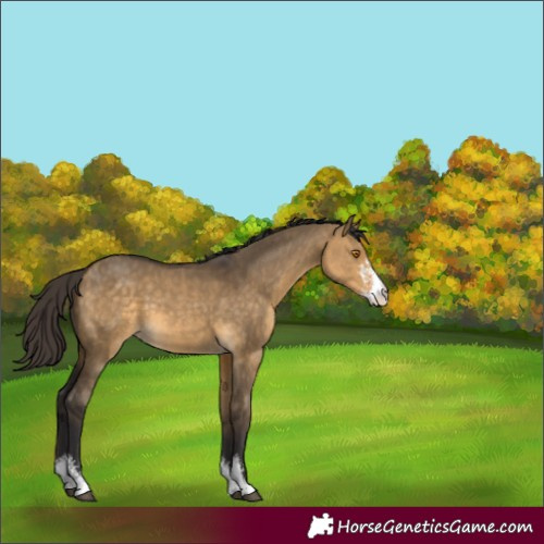 Horse Color:Buckskin Dun Sabino