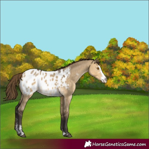 Horse Color:Buckskin Dun Sabino Blanket