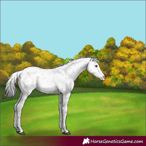 Horse Color:Brown Dun Sabino 