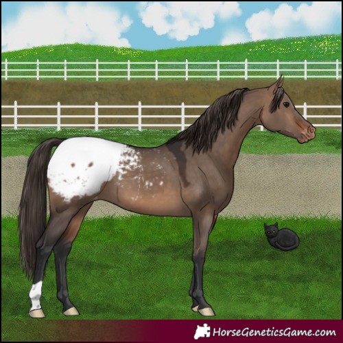 Horse Color:Brown Dun Snowcap