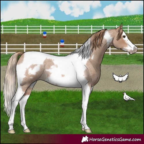 Horse Color:Red Dun Roan Splash Tobiano Frame Rabicano 