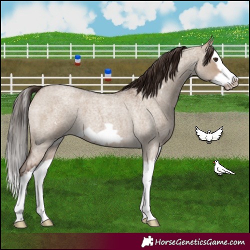 Horse Color:Liver Red Dun Roan Splash Frame 