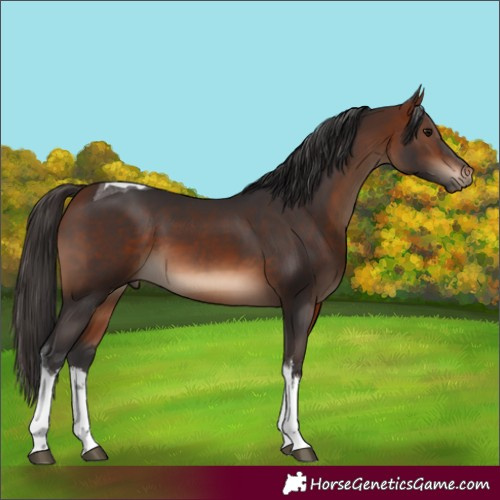 Horse Color:White Spotted Bay Tobiano 
