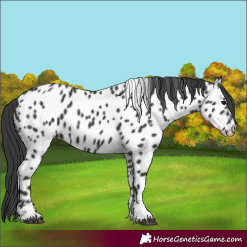 Horse Color:Black Appaloosa 