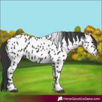 Horse Color:Black Appaloosa 