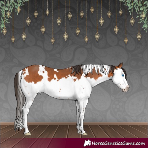 Horse Color:White Spotted Bay Splash 