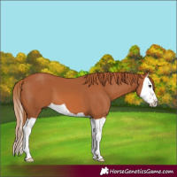 Horse Color:Chestnut Splash 