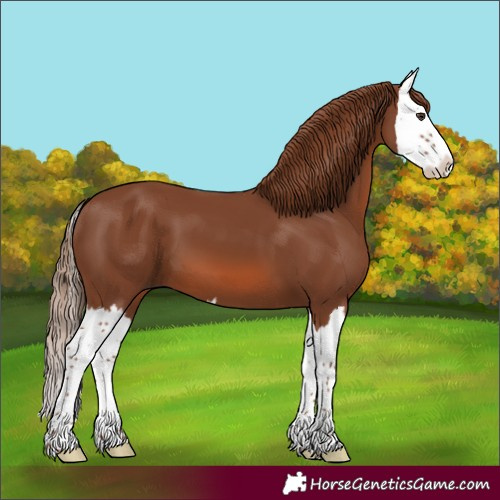 Horse Color:Chestnut Splash 