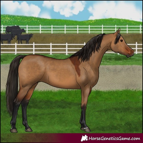 Horse Color:Gray Bay Dun 