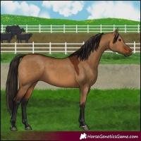 Horse Color:Gray Bay Dun