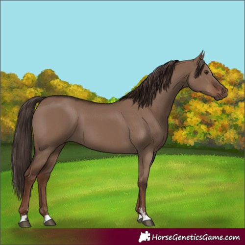 Horse Color:Liver Red Dun 