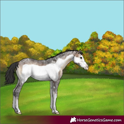 Horse Color:Brown Ice Onyx Frame Varnish 