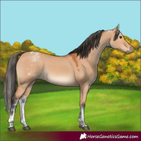 Horse Color:White Spotted Bay Dun Tobiano