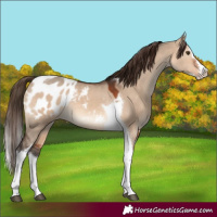 Horse Color:Brown Dun Splash Tobiano Appaloosa 