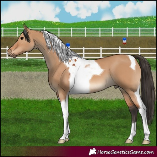 Horse Color:Bay Dun Tobiano 