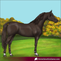 Horse Color:Liver Chestnut 