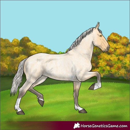 Horse Color:Silver Buckskin Roan Tobiano