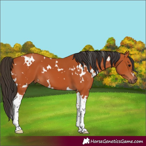 Horse Color:White Spotted Bay Tobiano