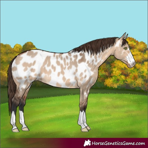 Horse Color:Bay Dun Near Leopard
