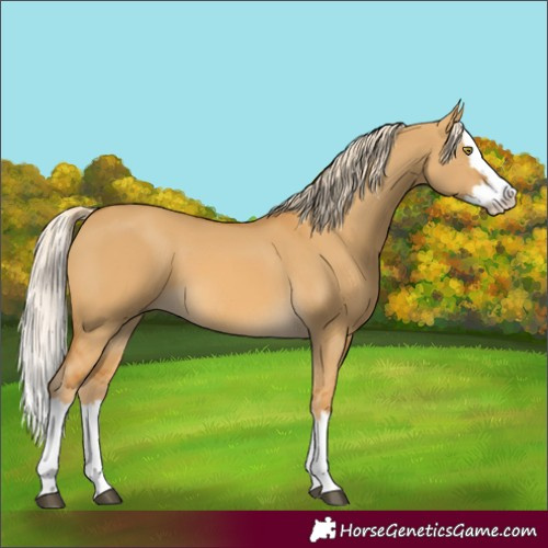 Horse Color:Palomino Dun Splash 