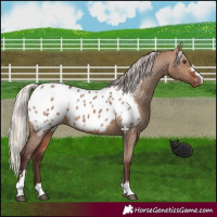 Horse Color:Silver Bay Dun Appaloosa