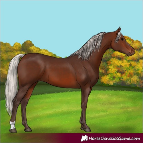 Horse Color:Silver Brown 
